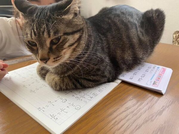 勉強全力邪魔猫 | ソミヤミホ.com